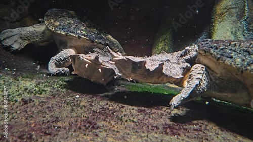 Two Mata mata turtle on the riverbed. photo