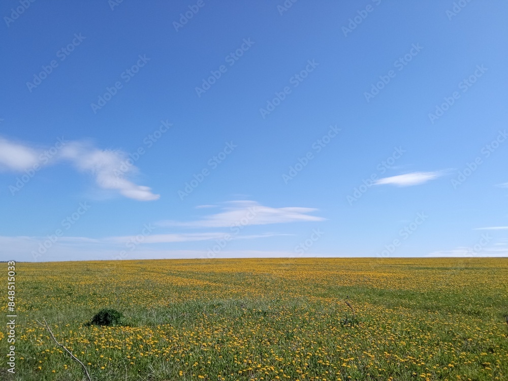 Fototapeta premium blue sky meadow