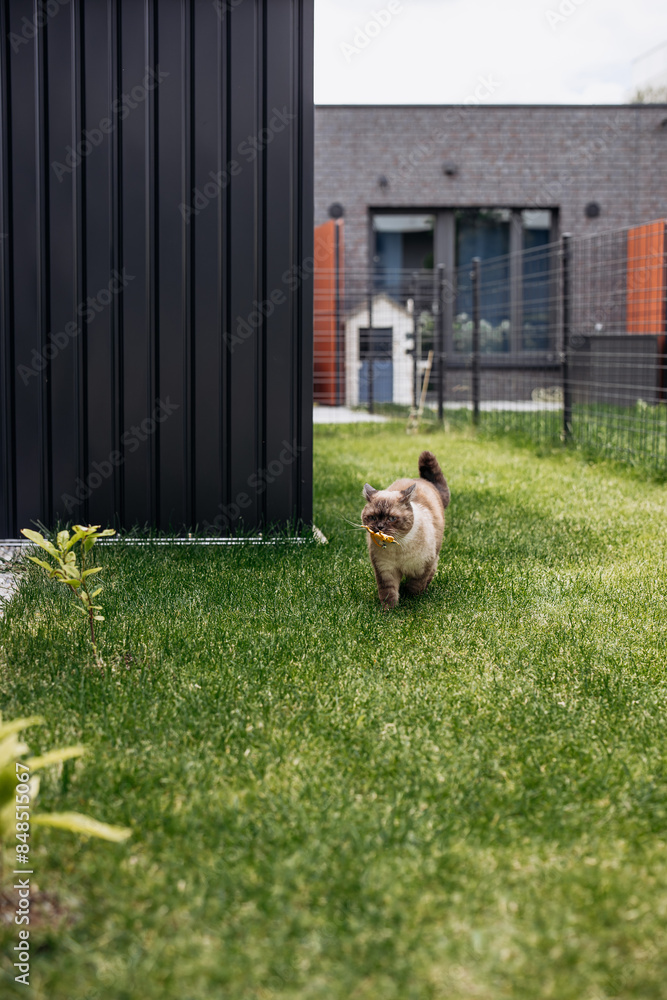 custom made wallpaper toronto digitalAdorable Scottish Straight Chocolate Point Cat Enthusiastically Captures a Lizard in Vibrant Garden