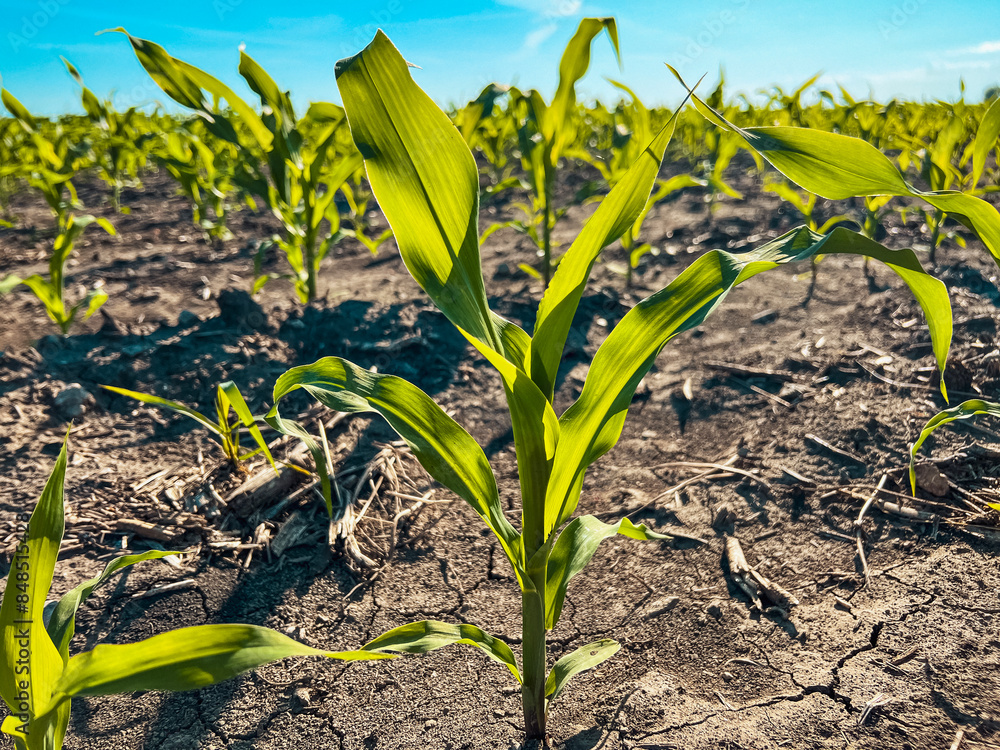 Obraz premium Young corn crop plants in an agricultural field. Captured in mid June in the Midwest USA. Clear blue morning sky overhead.