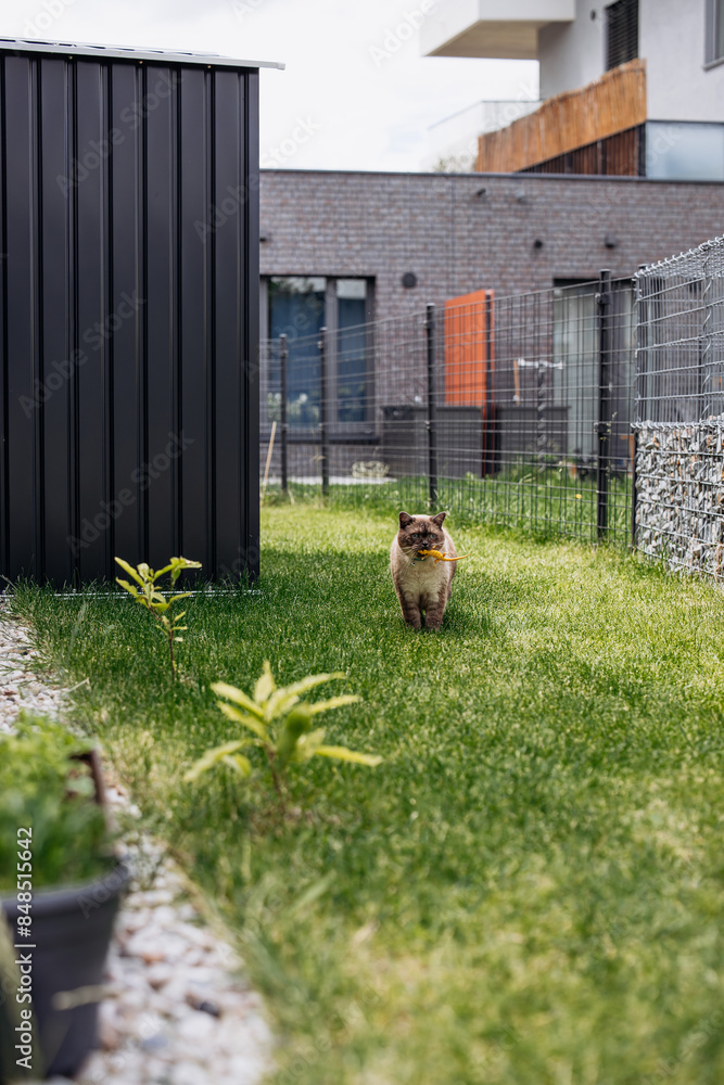 custom made wallpaper toronto digitalAdorable Scottish Straight Chocolate Point Cat Enthusiastically Captures a Lizard in Vibrant Garden