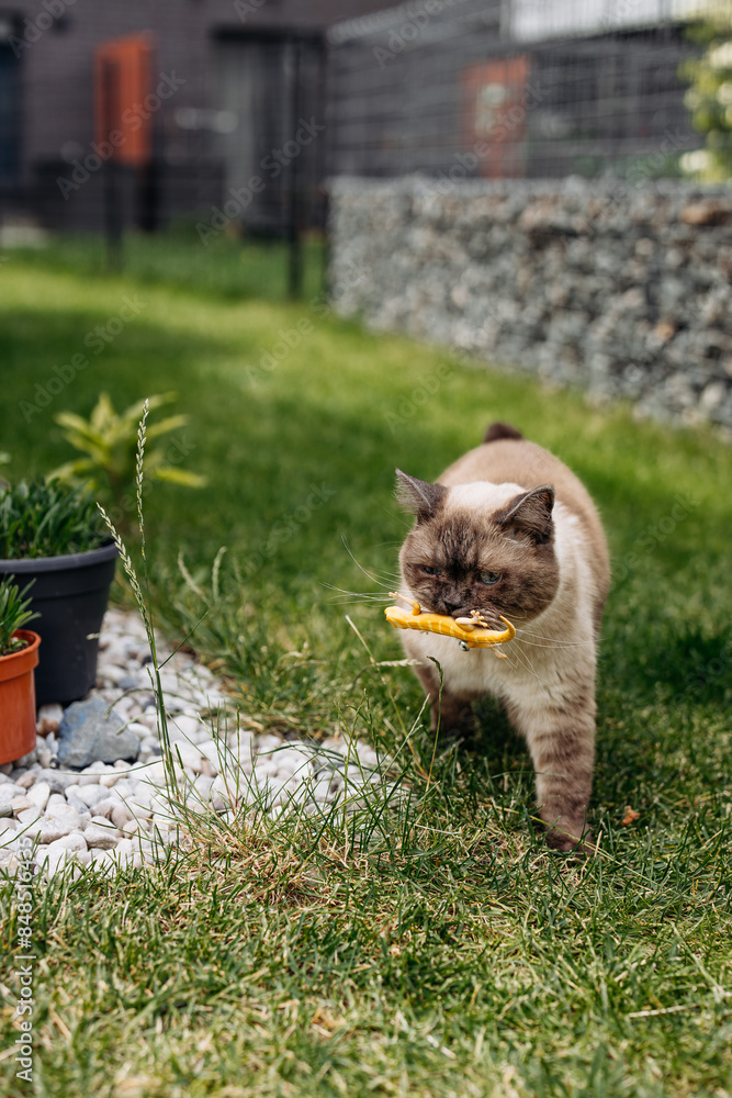 custom made wallpaper toronto digitalAdorable Scottish Straight Chocolate Point Cat Enthusiastically Captures a Lizard in Vibrant Garden