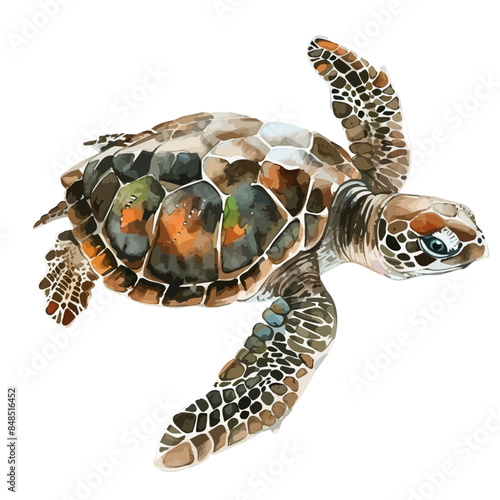 Watercolor Illustration vector of a sea turtle, isolated on a white background, design art, clipart image, Graphic logo, drawing clipart, turtle vector, Illustration painting.