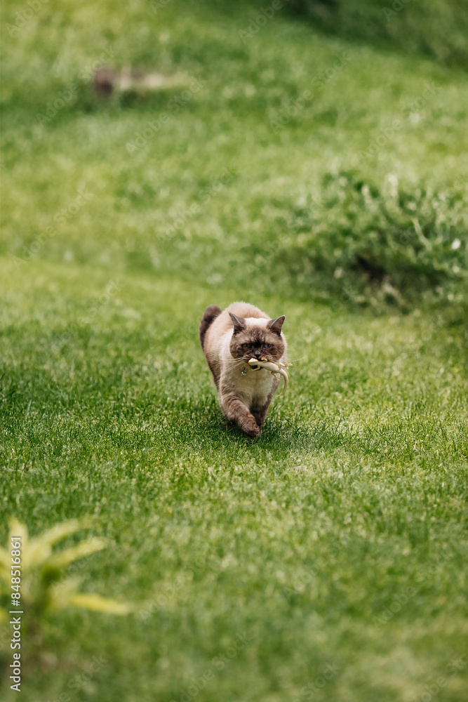 custom made wallpaper toronto digitalAdorable Scottish Straight Chocolate Point Cat Enthusiastically Captures a Lizard in Vibrant Garden