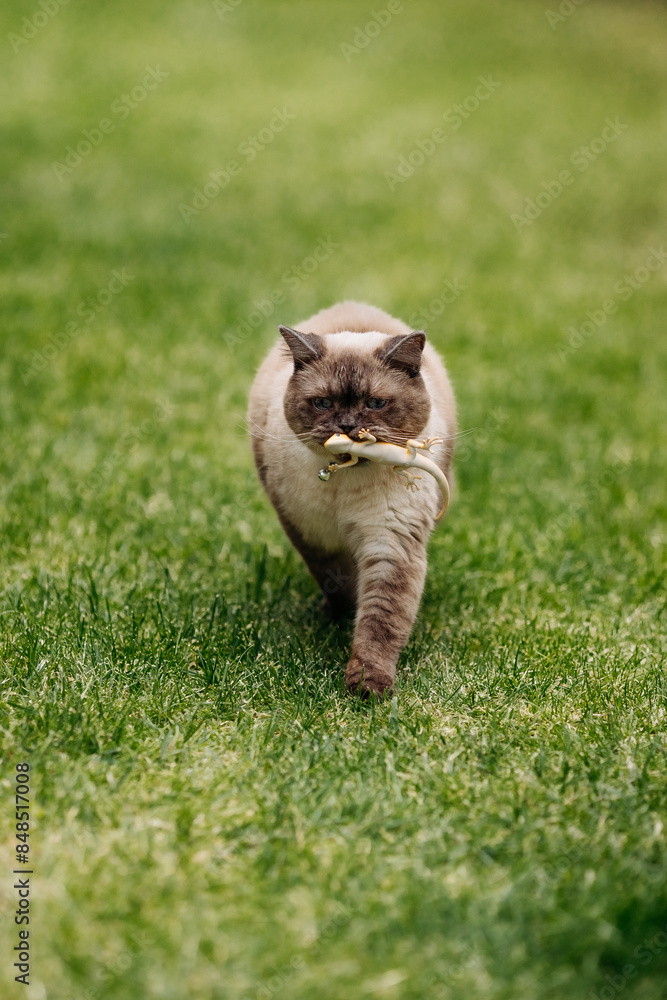 custom made wallpaper toronto digitalAdorable Scottish Straight Chocolate Point Cat Enthusiastically Captures a Lizard in Vibrant Garden