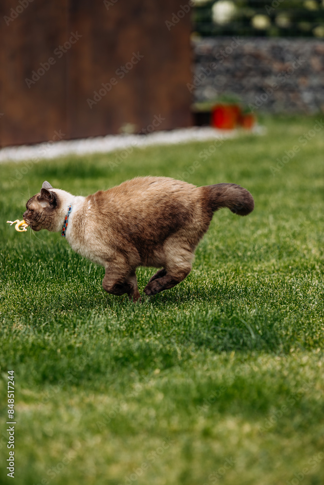 custom made wallpaper toronto digitalAdorable Scottish Straight Chocolate Point Cat Enthusiastically Captures a Lizard in Vibrant Garden