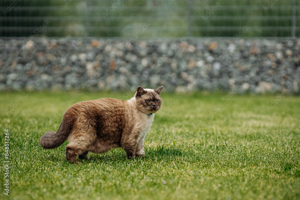 custom made wallpaper toronto digitalAdorable Scottish Straight Chocolate Point fat Cat go for a walk in a Vibrant green Garden