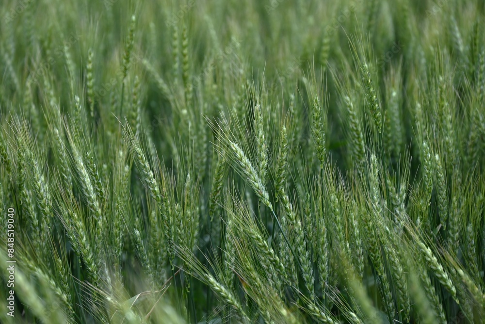 Wheat cultivation. Wheat is one of the three major cereal grains in the world, and is milled to produce flour, which is used as an ingredient in bread, noodles, sweets, and more. Wheat cultivation. Wheat is one of the three major cereal grains in the world, and is milled to produce flour, which is used as an ingredient in bread, noodles, sweets, and more.
