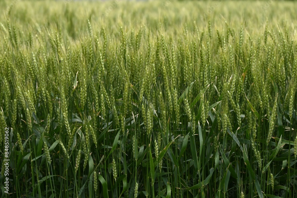 Wheat cultivation. Wheat is one of the three major cereal grains in the world, and is milled to produce flour, which is used as an ingredient in bread, noodles, sweets, and more. Wheat cultivation. Wheat is one of the three major cereal grains in the world, and is milled to produce flour, which is used as an ingredient in bread, noodles, sweets, and more.