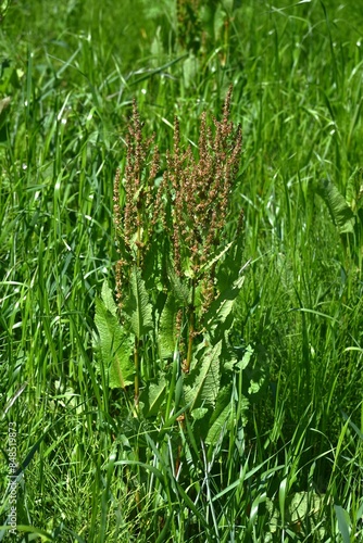 Rumex japonicus (Japanese dock) Achenes. Polygonaceae perennial plants. Achenes form after flowering in early summer. Young shoots are used as food and have medicinal properties.
