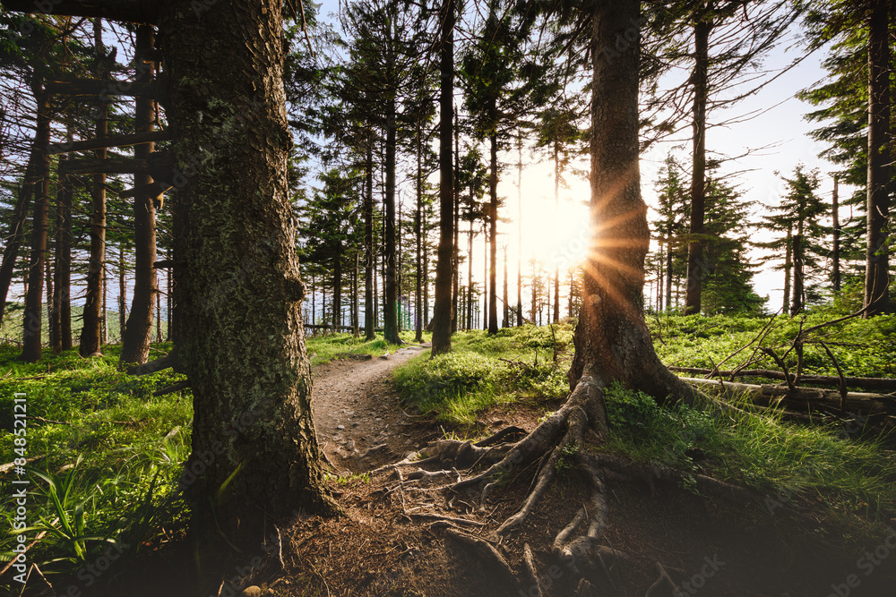 Beskidy - Forest - sunset
