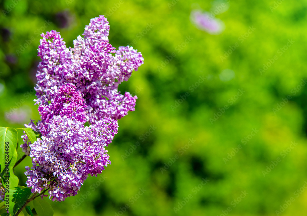 Obraz premium Pink lilac blooms in the Botanical garden 