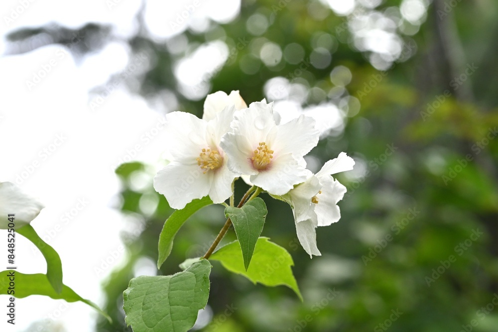 Satsuma mock orange (Philadelphus Satsumi) flowers. Hydrangeaceae deciduous shrub. Four-petaled white flowers bloom at the ends of the branches from May to June. Satsuma mock orange (Philadelphus Satsumi) flowers. Hydrangeaceae deciduous shrub. Four-petaled white flowers bloom at the ends of the branches from May to June.