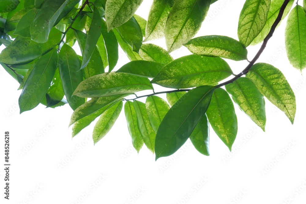 A Tropical tree with leaves branches on white isolated background for green foliage backdrop A Tropical tree with leaves branches on white isolated background for green foliage backdrop