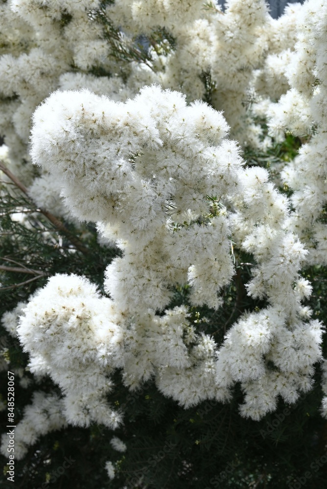 Melaleuca 'Snow in Summer' (Melaleuca linariifolia) flowers. An evergreen shrub of the Myrtaceae family native to Australia. Sweetly scented, pure white, snow-like flowers bloom in early summer. Melaleuca 'Snow in Summer' (Melaleuca linariifolia) flowers. An evergreen shrub of the Myrtaceae family native to Australia. Sweetly scented, pure white, snow-like flowers bloom in early summer.