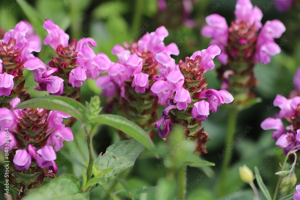 Prunella grandiflora Summer Rose. Blooming pink selfheal in garden. Prunella grandiflora Summer Rose. Blooming pink selfheal in garden.
