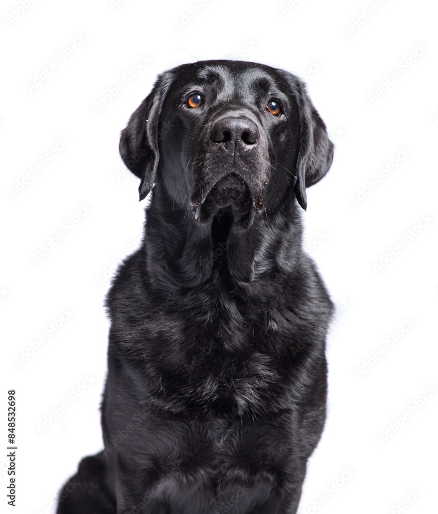 cute dog on an isolated background in a studio shot cute dog on an isolated background in a studio shot