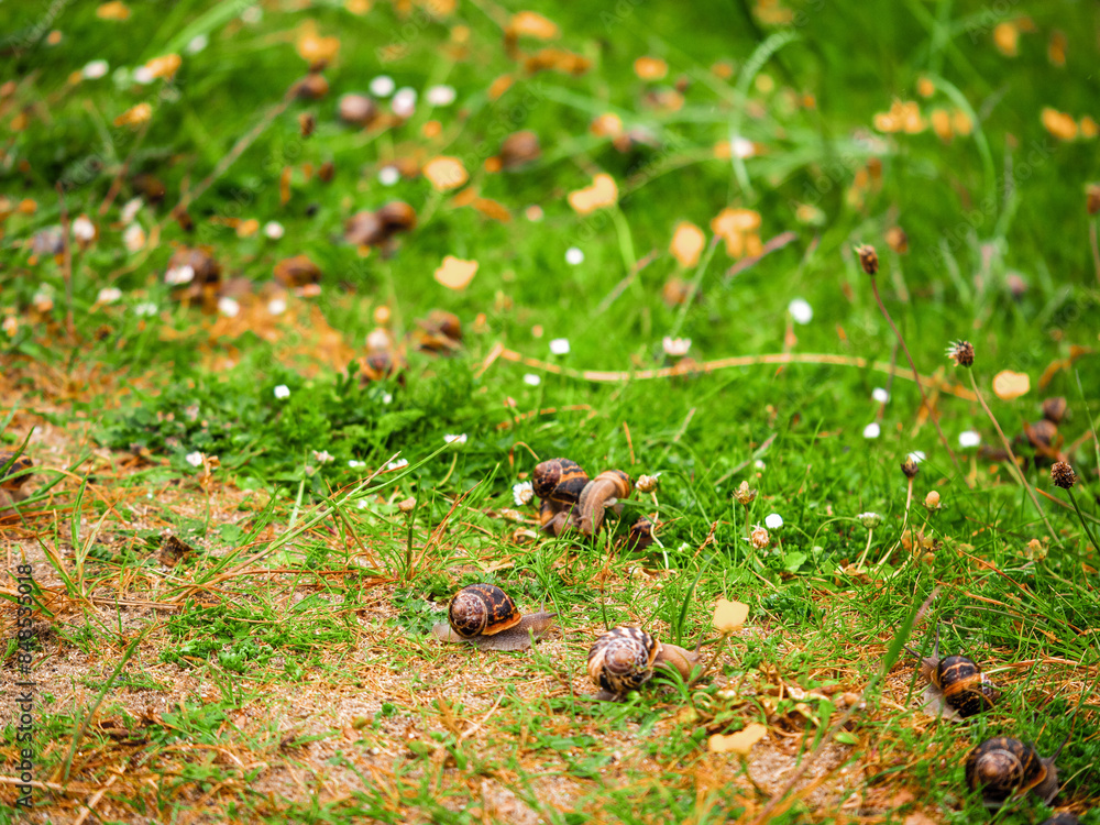 Big snails gathered on a field during mating season. Abstract dating and meeting new love flame concept. Growing theme. Big snails gathered on a field during mating season. Abstract dating and meeting new love flame concept. Growing theme.