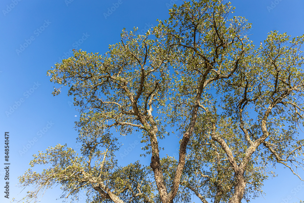 Twigs of cork oak tree with green leaves and brown bark on a blue sky background in summer in a park Twigs of cork oak tree with green leaves and brown bark on a blue sky background in summer in a park