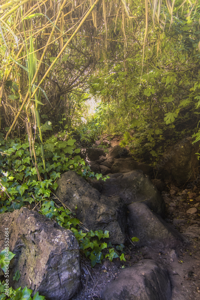Fototapeta premium Natural Tunnel: Pathway Through the Green