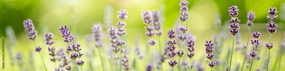 Obraz premium Tranquil summer meadow with soft lavender flowers, offering ample copy space for text, ideal for nature and wellness themes.