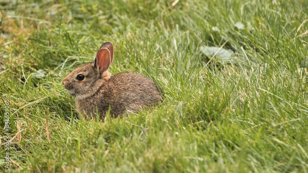 Fototapeta premium A tiny American rabbit eats grass on the lawn.