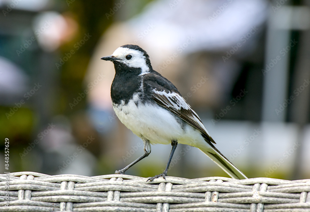 bird on the fence