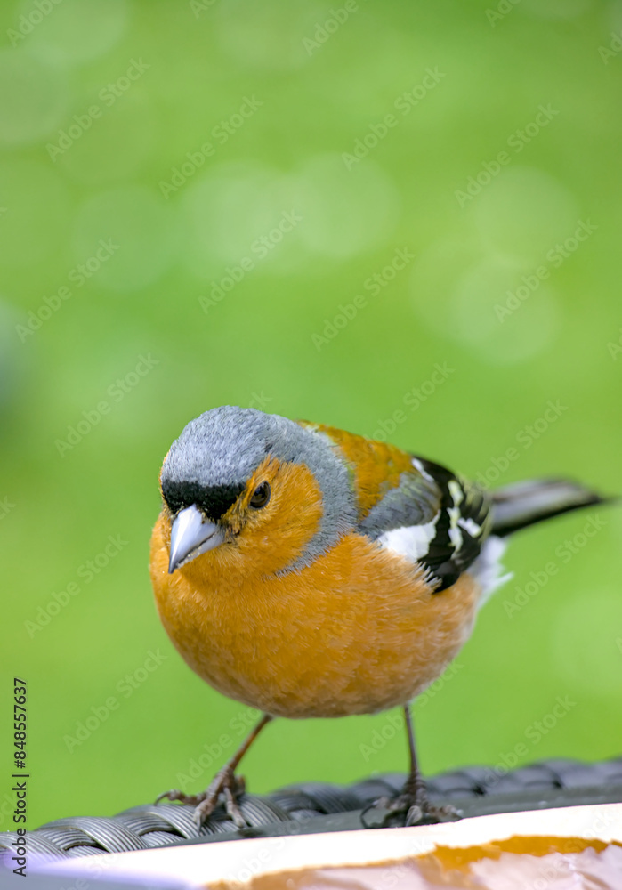 Naklejka premium Bird