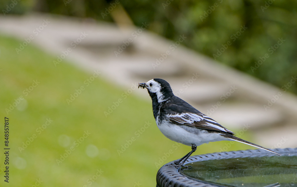 white wagtail on a branch