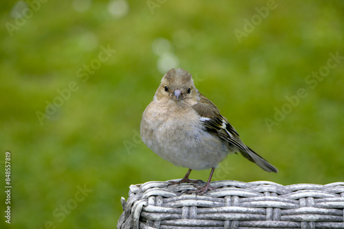 bird on a branch