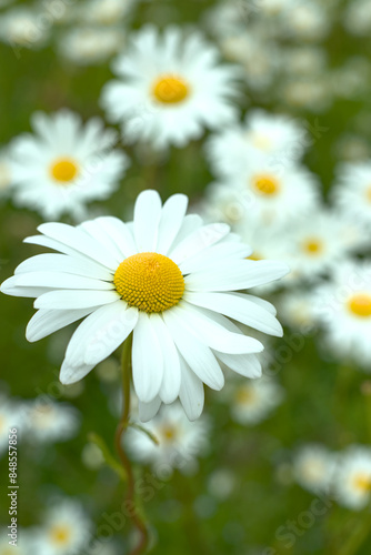 Obraz na płótnie daisies in a field w salonie