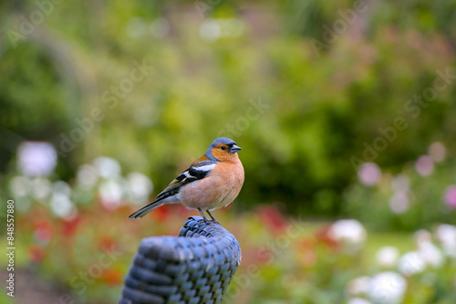 Bird in the garden 