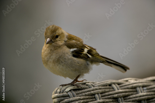 Obraz na płótnie sparrow on a fence w salonie