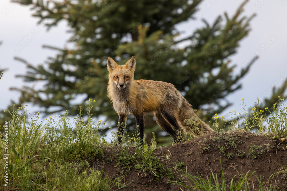 Fototapeta premium red fox in the wild