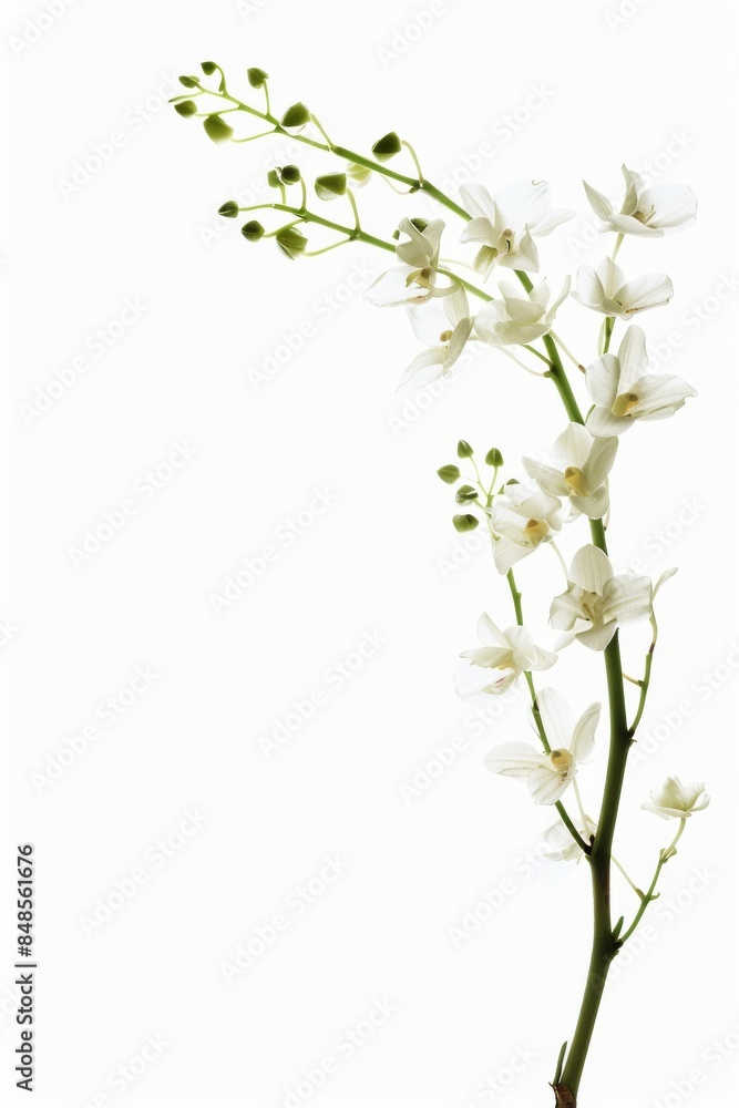 Obraz premium flower Photography, Dendrobium, copy space on right, Isolated on white Background