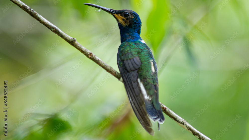 YELLOW-CHEECKED HUMMINGBIRD YELLOW-CHEECKED HUMMINGBIRD