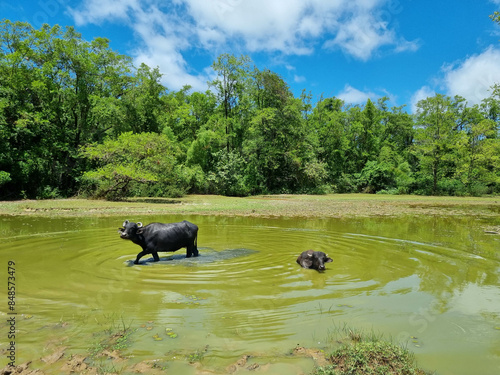 Buffaloes in a flooded area on Marajó Island, Pará, Brazil