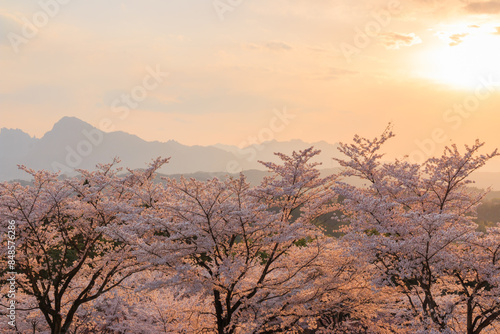 夕日に染まる桜 photo