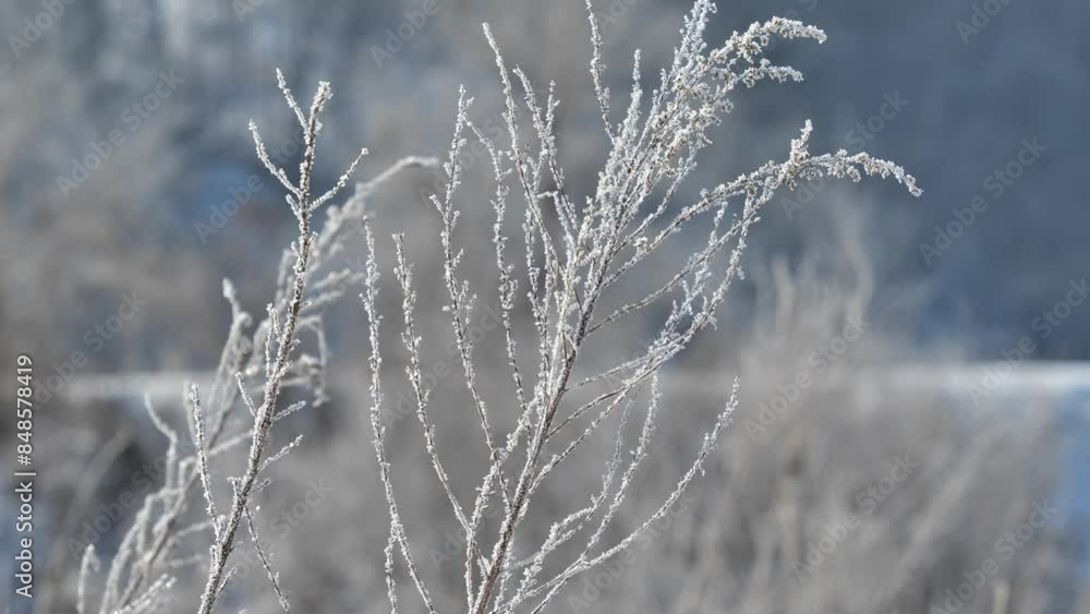 Winter frost-covered plants Winter frost-covered plants