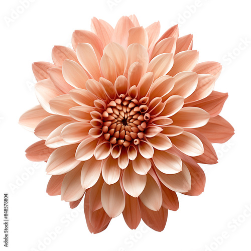Wallpaper Mural Chrysanthemum dahlia flower isolated on white Torontodigital.ca