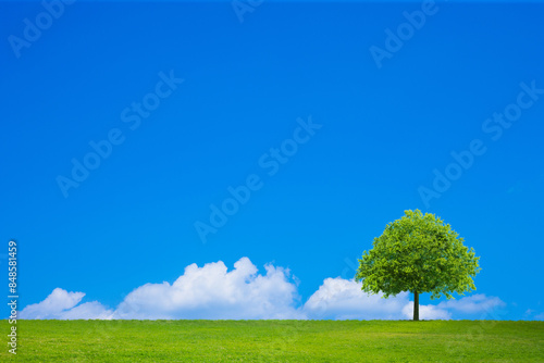 草原と青空に一本の木