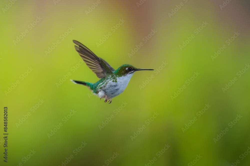 Fototapeta premium White-booted racket-tail, Female (Ocreatus underwoodii) Ecuador, 4k resolution, 