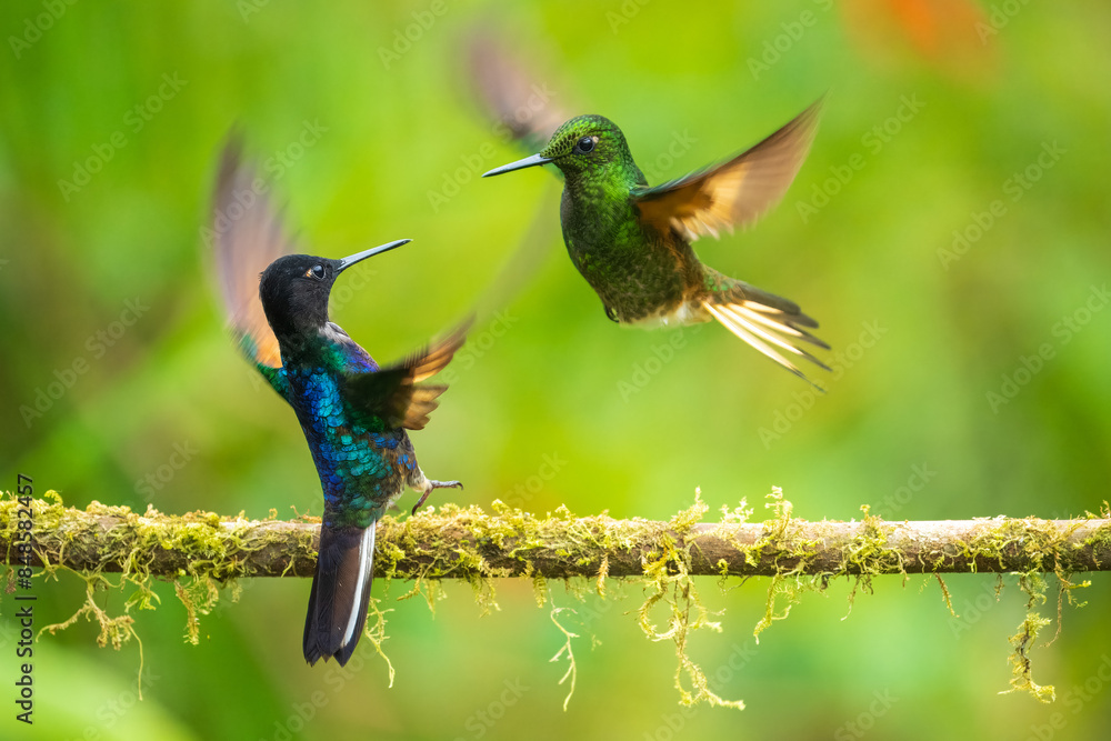 Fototapeta premium Velvet-purple Coronet (Boissonneaua jardini), fighting, in flight, 4K resolution, best Ecuador humminbirds 