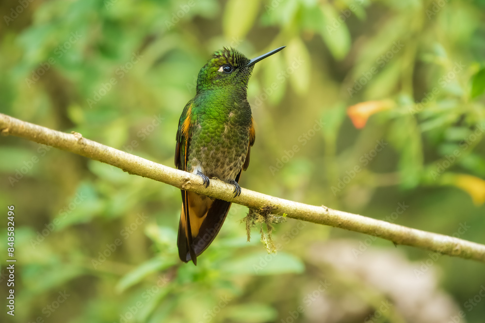 Buff-tailed coronet (Boissonneaua flavescens), in flight, 4K resolution, best Ecuador humminbirds
Buff-tailed coronet (Boissonneaua flavescens), in flight, 4K resolution, best Ecuador humminbirds
