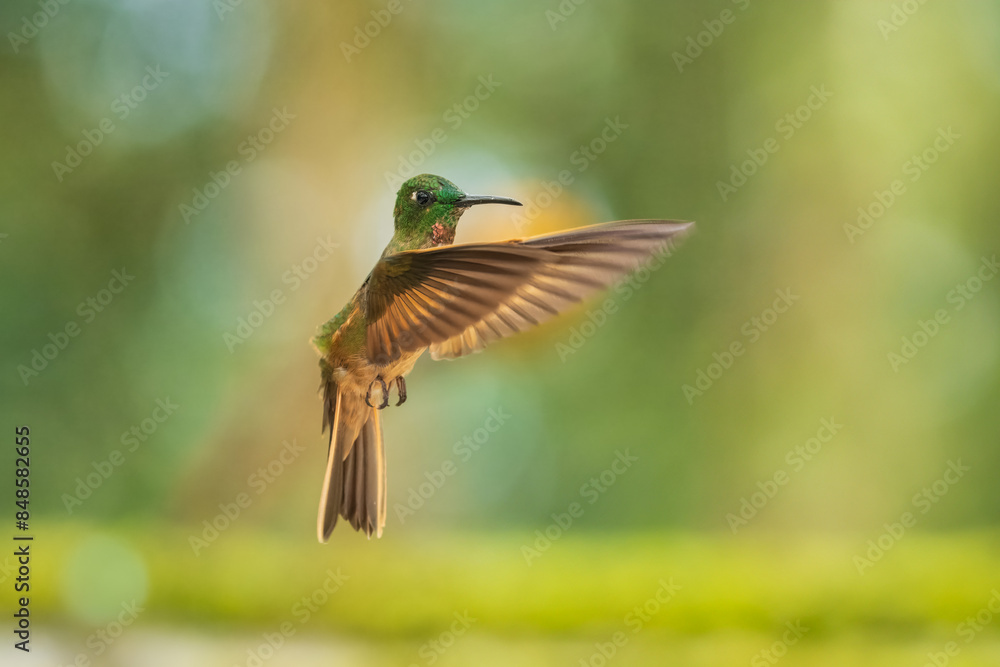 Fototapeta premium Fawn-breasted Brilliant Hummingbird in flight, 4K resolution, best Ecuador humminbirds 