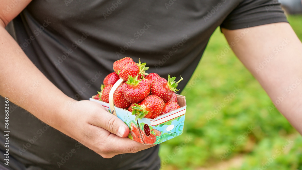 Hand holding basket with pile of fresh red strawberries after harvest on organic strawberry farm. Strawberries ready for export. Agriculture and ecological fruit farming concept. Hand holding basket with pile of fresh red strawberries after harvest on organic strawberry farm. Strawberries ready for export. Agriculture and ecological fruit farming concept.