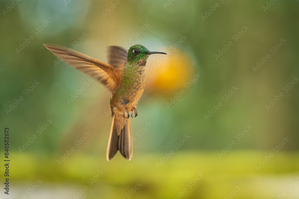 Fototapeta premium Fawn-breasted Brilliant Hummingbird in flight, 4K resolution, best Ecuador humminbirds 