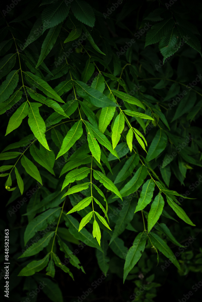 Green leaves on a tree Green leaves on a tree