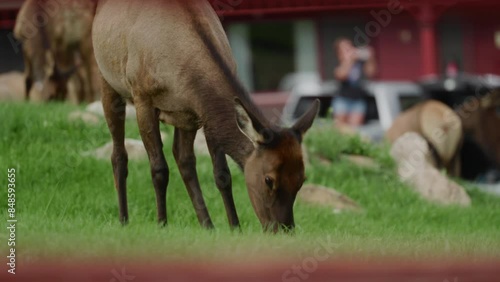 Elk eats grass and roaming around with curious photo