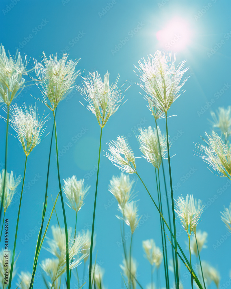 Serene Field of White Flowers Under Bright Blue Sky with Sunlight Nature, Outdoors, Beauty, Tranquility, Sunshine, Floral Scene, Peaceful, Scenic View, Fresh Air Serene Field of White Flowers Under Bright Blue Sky with Sunlight Nature, Outdoors, Beauty, Tranquility, Sunshine, Floral Scene, Peaceful, Scenic View, Fresh Air